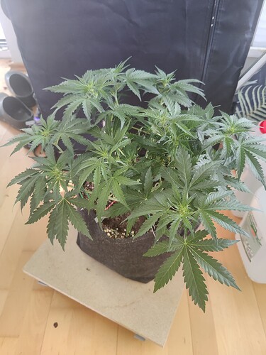 2_LST_top