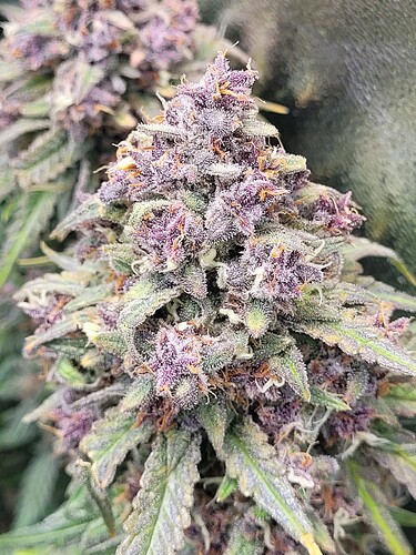 Growreport Bild 22