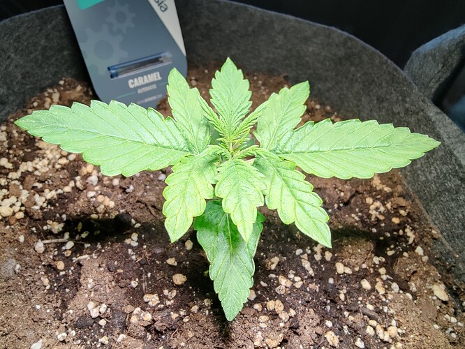 Growreport Bild 16