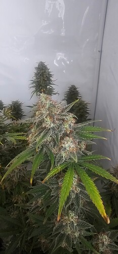 Growreport Bild 2