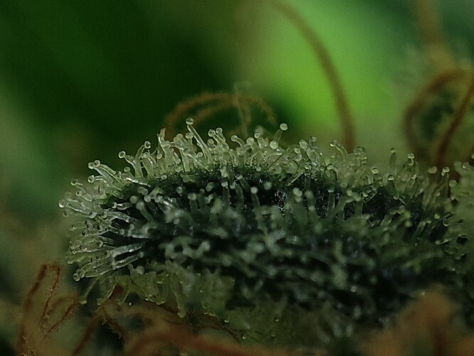 Growreport Bild 83