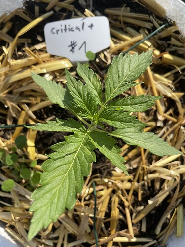 Growreport Bild 4