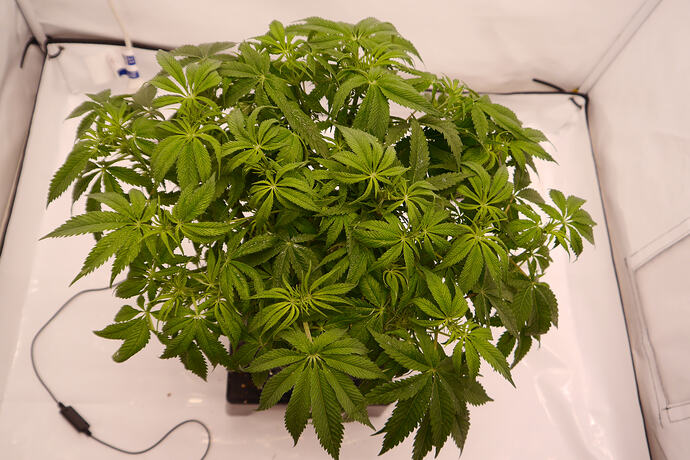 Growreport Bild 1