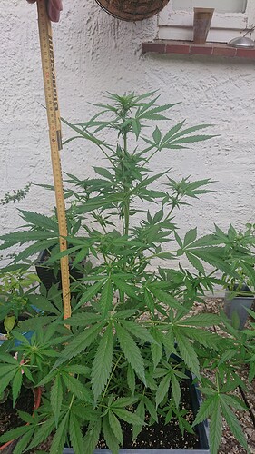 Growreport Bild 79
