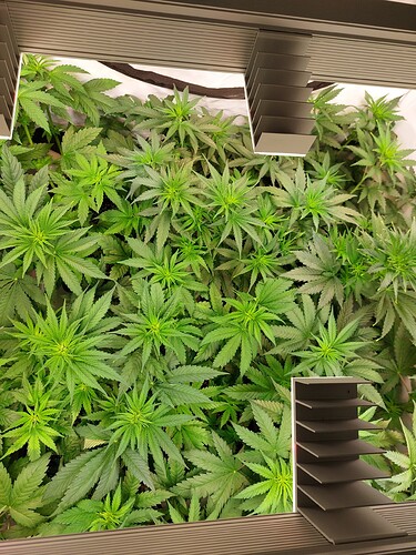 Growreport Bild 1
