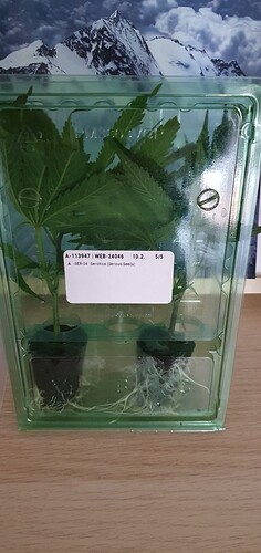 Growreport Bild 1