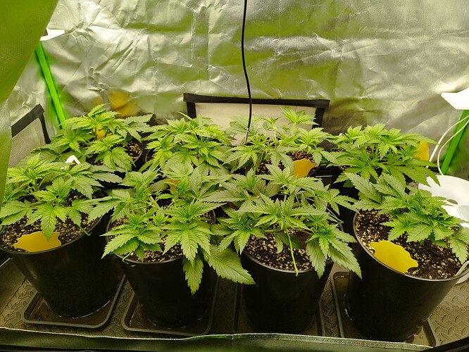 Growreport Bild 2