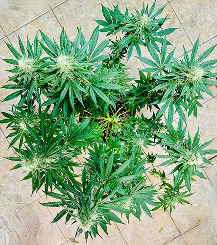 Growreport Bild 6