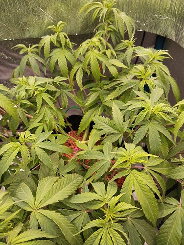 IMG_20241030_195729 - Kopie