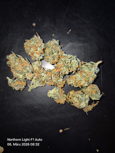 Mehrere getrocknete Cannabis-Buds der Sorte Northern Light F1 Auto auf einer dunklen Oberfläche.