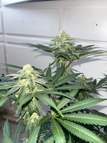 Mimosa 19624 Bud 3