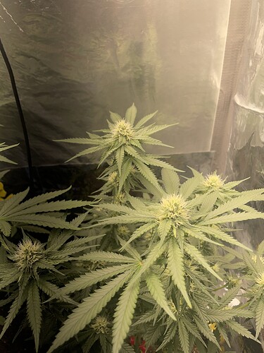Growreport Bild 4