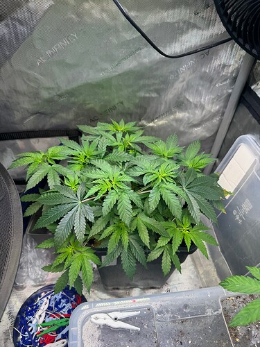 9l Topf war mit drei Pflanzen