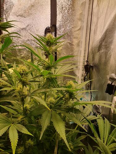 Growreport Bild 7