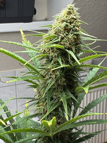 Growreport Bild 11