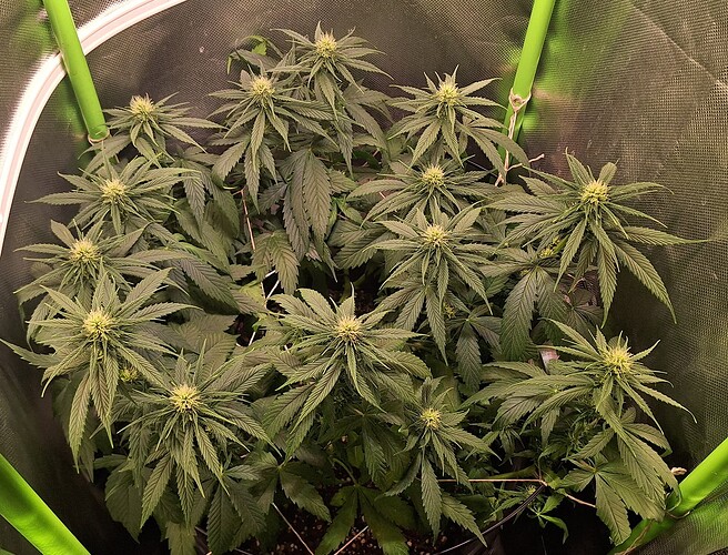 Growreport Bild 1