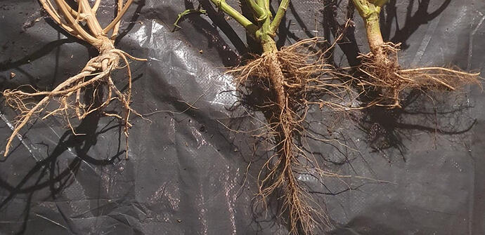 Growreport Bild 43