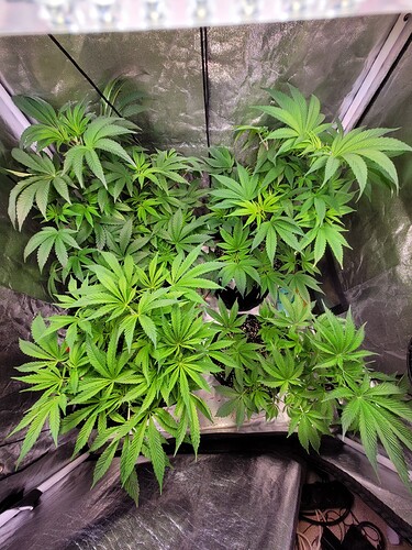 Growreport Bild 7