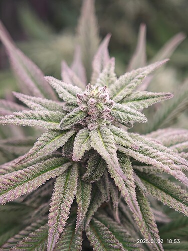 Growreport Bild 11