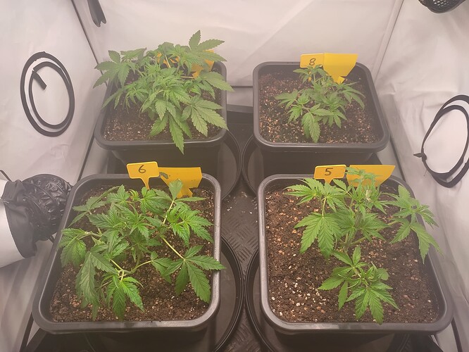 Growreport Bild 6