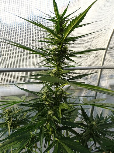 Growreport Bild 4