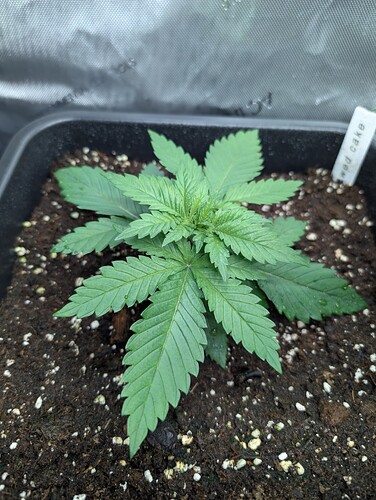 Growreport Bild 13