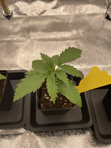 Growreport Bild 34