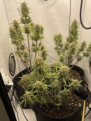 Growreport Bild 1