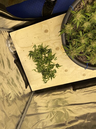Growreport Bild 3