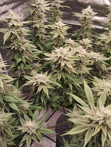 Growreport Bild 11