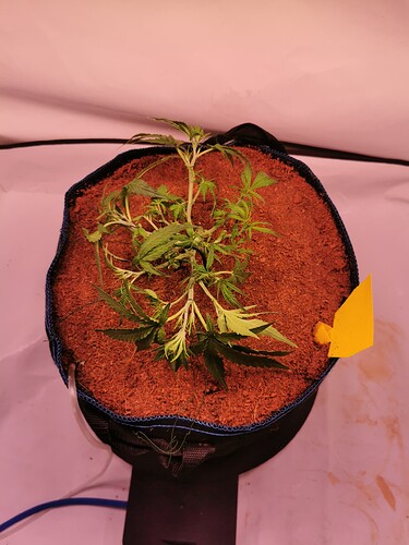 Growreport Bild 1