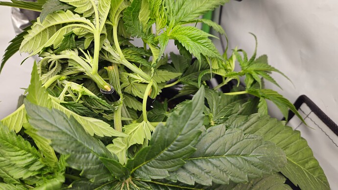 Growreport Bild 18