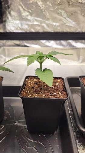 Growreport Bild 9
