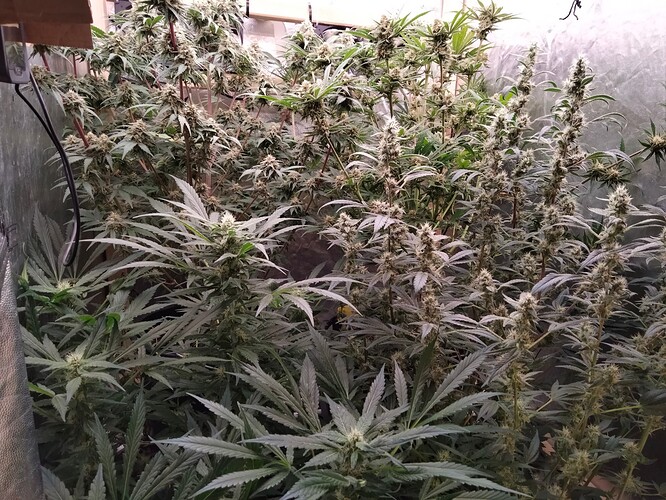 Growreport Bild 1