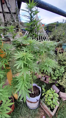 Growreport Bild 6