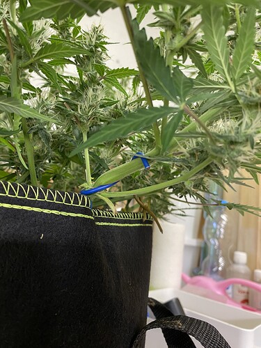 Growreport Bild 75
