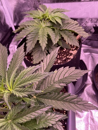 Growreport Bild 2