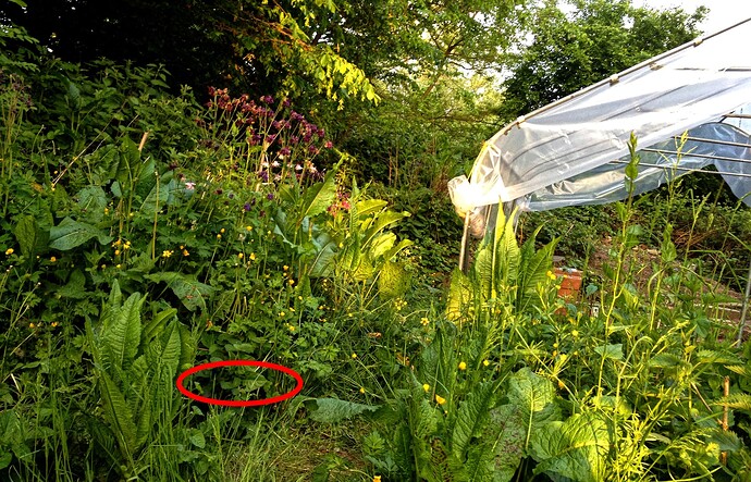 2023-05-26_2023_045_Pflanztag2_21