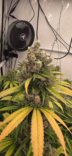 Growreport Bild 61