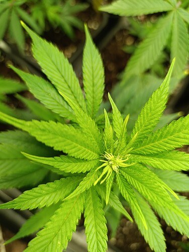 Growreport Bild 9