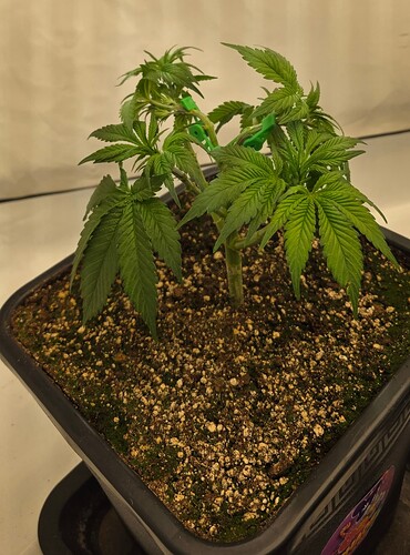 Growreport Bild 11