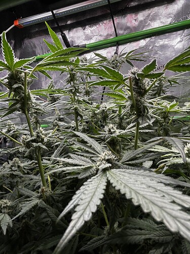 Growreport Bild 23