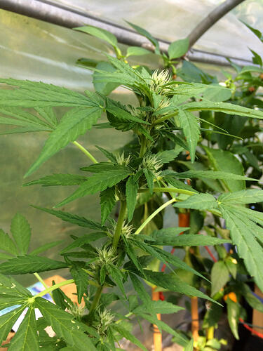 Grow26070819
