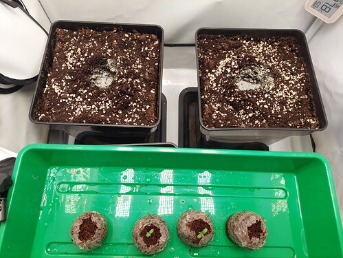 Growreport Bild 1