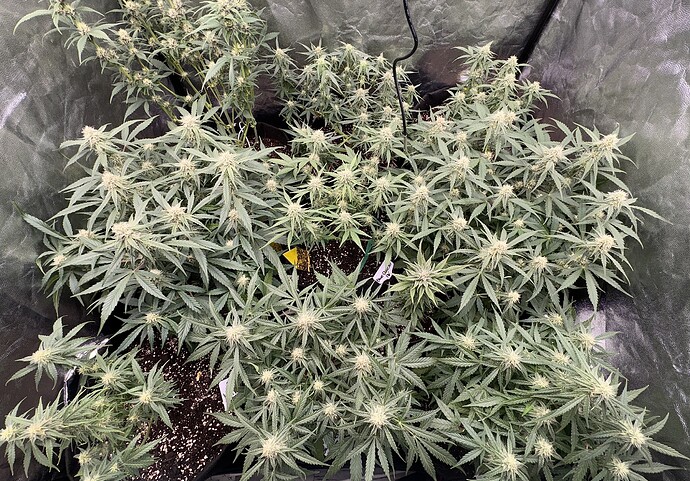 Growreport Bild 14