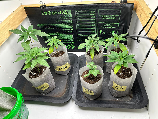 Sechs junge Cannabis-Sämlinge in kleinen Anzuchttöpfen auf einer Heizmatte in einer Growbox.