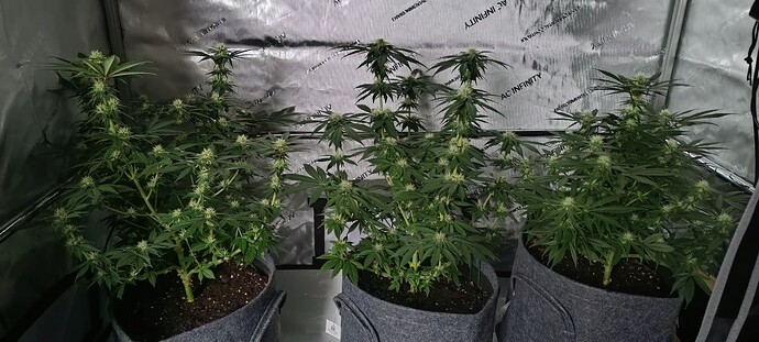 Growreport Bild 1