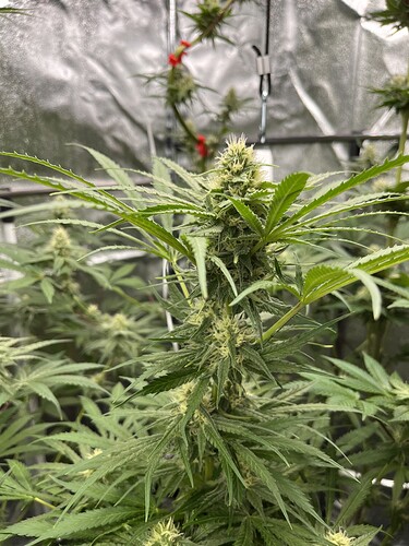 Growreport Bild 7