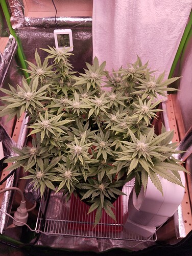 Growreport Bild 4