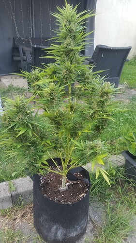 Growreport Bild 13